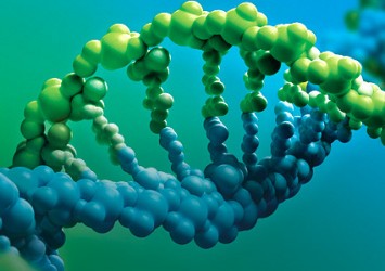 life science dna model